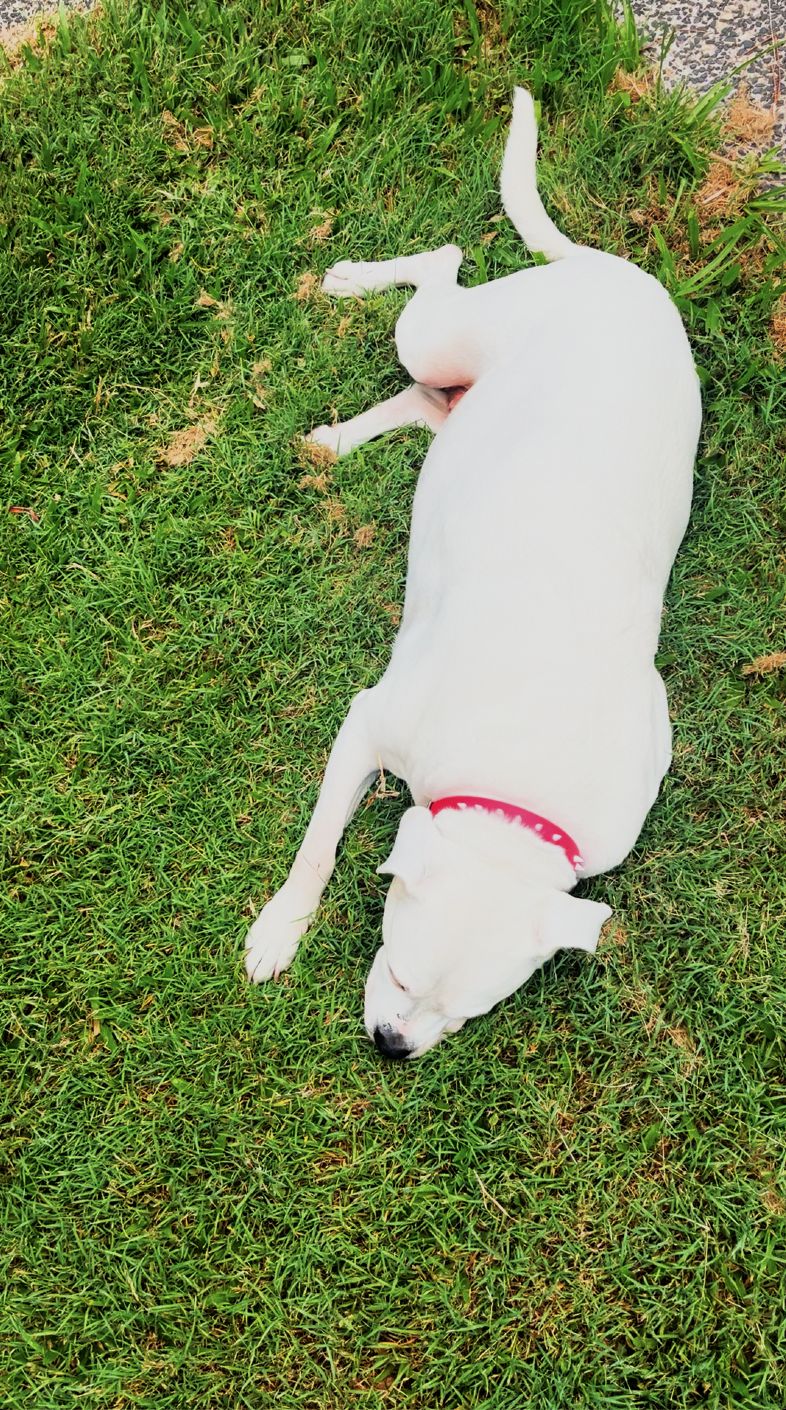 Trix lying on the grass