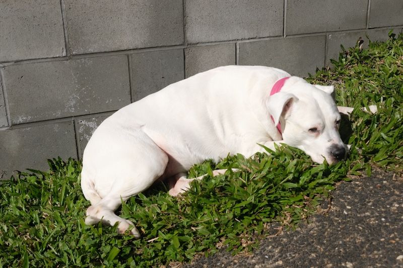 Trix on the grass